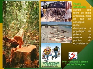 Prof. Romualdo Caetano
Ciências Biológicas
Pesca
predatória é
aquela que
retira do meio
ambiente, mais
do que ele
consegue
repor,
diminuindo a
população de
peixes e
mesmo de
plantas do
ecossistema.
 