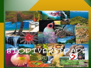 Prof. Romualdo Caetano
Ciências Biológicas
 