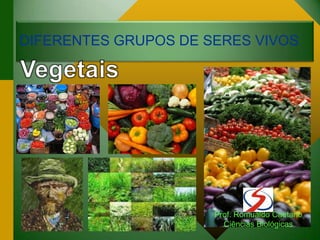 DIFERENTES GRUPOS DE SERES VIVOS
Prof. Romualdo Caetano
Ciências Biológicas
 