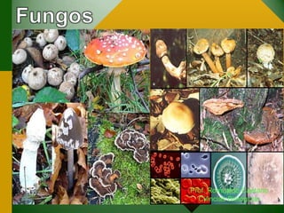 Prof. Romualdo Caetano
Ciências Biológicas
 