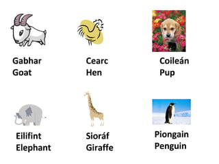 Gabhar Goat Cearc Hen Coileán Pup Eilifint Elephant Sioráf Giraffe Piongain Penguin 