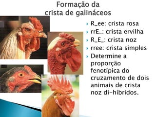 Formação da
crista de galináceos
 R_ee: crista rosa
 rrE_: crista ervilha
 R_E_: crista noz
 rree: crista simples
 Determine a
proporção
fenotípica do
cruzamento de dois
animais de crista
noz di-híbridos.
 