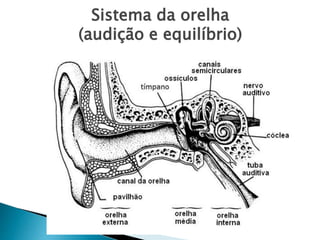 Sistema da orelha
(audição e equilíbrio)
 
