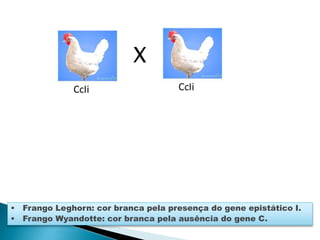 X
• Frango Leghorn: cor branca pela presença do gene epistático I.
• Frango Wyandotte: cor branca pela ausência do gene C.
 