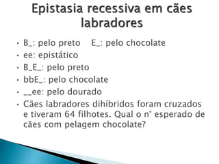Epistasia recessiva em cães
labradores
• B_: pelo preto E_: pelo chocolate
• ee: epistático
• B_E_: pelo preto
• bbE_: pelo chocolate
• __ee: pelo dourado
• Cães labradores dihíbridos foram cruzados
e tiveram 64 filhotes. Qual o n° esperado de
cães com pelagem chocolate?
 