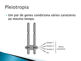  Um par de genes condiciona vários caracteres
ao mesmo tempo.
 