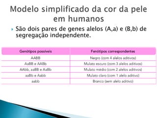  São dois pares de genes alelos (A,a) e (B,b) de
segregação independente.
 