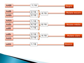 AABB
AaBB
AABb
AAbb
AaBb
aaBB
aaBb
Aabb
aabb
1/16
2/16
2/16
1/16
1/16
4/16
2/16
2/16
1/16
Negro
4/16 Mulato escuro
6/16 Mulato médio
4/16 Mulato claro
Branco
 