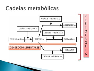 GENES COMPLEMENTARES
P
L
E
I
O
T
R
O
P
I
A
 