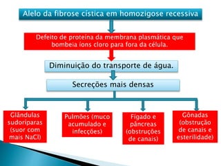 Alelo da fibrose cística em homozigose recessiva
Defeito de proteína da membrana plasmática que
bombeia íons cloro para fora da célula.
Diminuição do transporte de água.
Secreções mais densas
Glândulas
sudoríparas
(suor com
mais NaCl)
Pulmões (muco
acumulado e
infecções)
Fígado e
pâncreas
(obstruções
de canais)
Gônadas
(obstrução
de canais e
esterilidade)
 