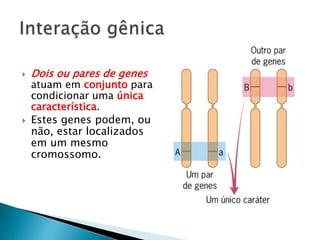  Dois ou pares de genes
atuam em conjunto para
condicionar uma única
característica.
 Estes genes podem, ou
não, estar localizados
em um mesmo
cromossomo.
 