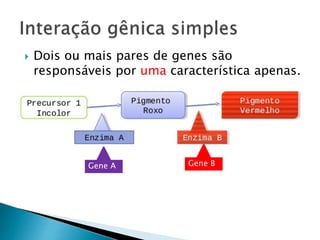  Dois ou mais pares de genes são
responsáveis por uma característica apenas.
Gene A Gene B
 