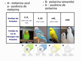  A- melanina azul
a- ausência de
melanina
 B- psitacina (amarelo)
 b – ausência de
psitacina
 