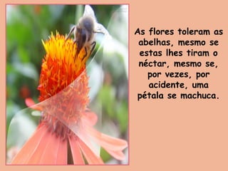 As flores toleram as
abelhas, mesmo se
estas lhes tiram o
néctar, mesmo se,
por vezes, por
acidente, uma
pétala se machuca.
 