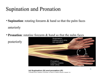 Supination Main A, introduction anatomy, approach to study anatomy | PPTX