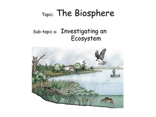 Topic:  The Biosphere Sub-topic a:  Investigating an  Ecosystem 