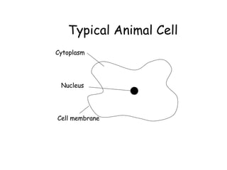 Typical Animal Cell Cytoplasm Nucleus Cell membrane 