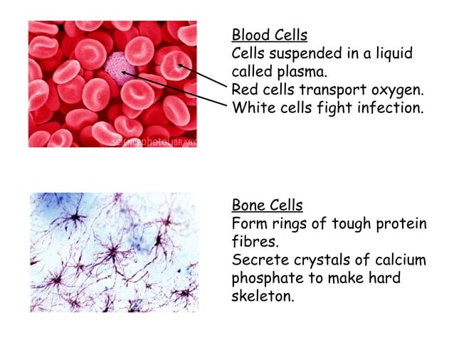 A Investigating Cells PPT a-investigating-cells-ppt
