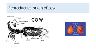 Reproductive organ of cow
 