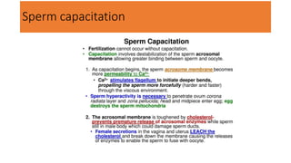 Sperm capacitation
 