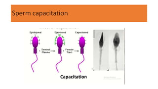 Sperm capacitation
 