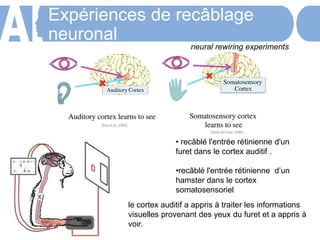 Expériences de recâblage
neuronal
neural rewiring experiments
• recâblé l'entrée rétinienne d'un
furet dans le cortex auditif .
•recâblé l'entrée rétinienne d’un
hamster dans le cortex
somatosensoriel
le cortex auditif a appris à traiter les informations
visuelles provenant des yeux du furet et a appris à
voir.
 