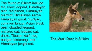 SIKKIM SCIENCE PROJECT | PPT