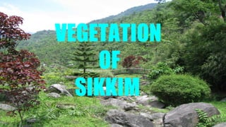 Malibu sunset
VEGETATION
OF
SIKKIM
 