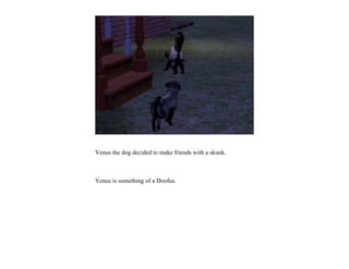 Venus the dog decided to make friends with a skunk.



Venus is something of a Doofus.
 