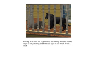 Nothing, as it turns out. Apparently, it’s entirely possible for two
strays to not get along and to have a fight on the porch. What a
relief!
 