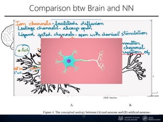 Comparison btw Brain and NN
12
 