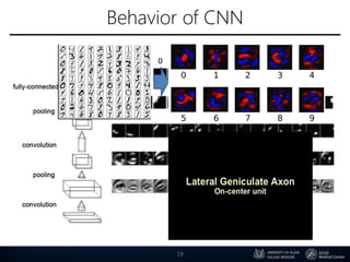 Behavior of CNN
19
 