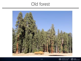 Old forest
110
 