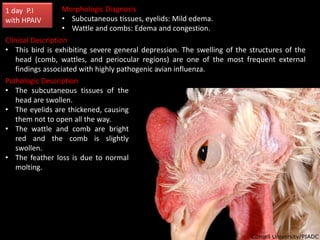 Clinical Description
• This bird is exhibiting severe general depression. The swelling of the structures of the
head (comb...
