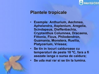 Plantele tropicale Exemple: Anthurium, Aechmea, Aphelandra, Asplenium, Aregelia, Scindapsus, Dieffenbachia, Cryptanthus Columnea, Dracaena, Fittonia, Ficus, Philodendron, Guzmania, Monstera, Ruellia, Platycerium, Vriesea; Se tin in locuri calduroase cu temperaturi de peste 18 ºC, fara a fi asezate langa o sursa de caldura; Se uda mai rar si se tin la lumina. 