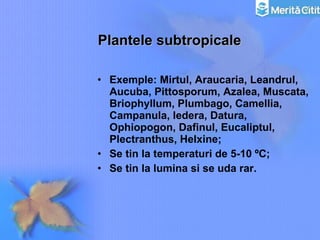 Plantele subtropicale Exemple: Mirtul, Araucaria, Leandrul, Aucuba, Pittosporum, Azalea, Muscata, Briophyllum, Plumbago, Camellia, Campanula, Iedera, Datura, Ophiopogon, Dafinul, Eucaliptul, Plectranthus, Helxine; Se tin la temperaturi de 5-10 ºC; Se tin la lumina si se uda rar.  