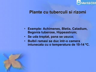 Plante cu tuberculi si rizomi Exemple: Achimenes, Bletia, Caladium, Begonia tuberose, Hippeastrum; Se uda treptat, pana se usuca; Bulbii ramasi se duc intr-o camera intunecata cu o temperatura de 10-14 ºC. 