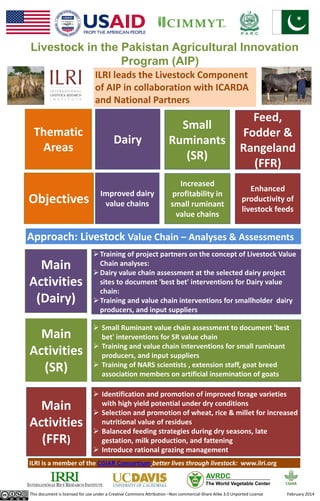 Livestock in the Pakistan Agricultural Innovation 
Program (AIP) 
Dairy 
Small 
Ruminants 
(SR) 
Enhanced 
productivity of 
livestock feeds 
Increased 
profitability in 
small ruminant 
value chains 
Thematic 
Areas 
Objectives 
Main 
Activities 
(SR) 
ILRI leads the Livestock Component 
of AIP in collaboration with ICARDA 
and National Partners 
Improved dairy 
value chains 
Feed, 
Fodder & 
Rangeland 
(FFR) 
Main 
Activities 
(Dairy) 
Training of project partners on the concept of Livestock Value 
Chain analyses: 
 Dairy value chain assessment at the selected dairy project 
sites to document 'best bet' interventions for Dairy value 
chain: 
Training and value chain interventions for smallholder dairy 
producers, and input suppliers 
 Small Ruminant value chain assessment to document 'best 
bet' interventions for SR value chain 
 Training and value chain interventions for small ruminant 
producers, and input suppliers 
 Training of NARS scientists , extension staff, goat breed 
association members on artificial insemination of goats 
Main 
Activities 
(FFR) 
 Identification and promotion of improved forage varieties 
with high yield potential under dry conditions 
 Selection and promotion of wheat, rice & millet for increased 
nutritional value of residues 
 Balanced feeding strategies during dry seasons, late 
gestation, milk production, and fattening 
 Introduce rational grazing management 
Approach: Livestock Value Chain – Analyses & Assessments 
ILRI is a member of the CGIAR Consortium better lives through livestock: www.ilri.org 
This document is licensed for use under a Creative Commons Attribution –Non commercial-Share Alike 3.0 Unported License February 2014 
