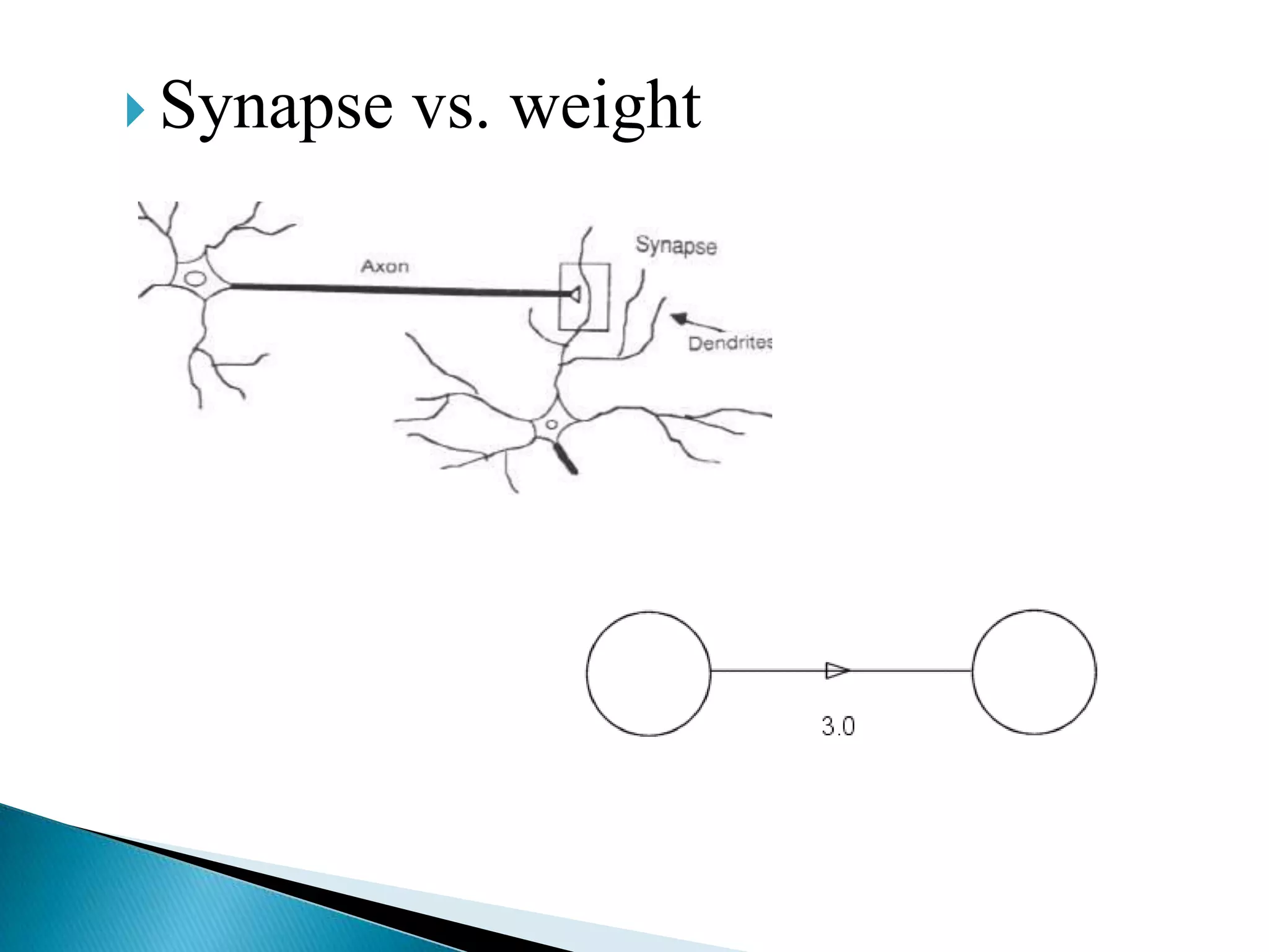  Synapse   vs. weight
 