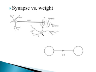  Synapse   vs. weight
 