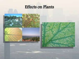 Effects on Plants
 