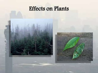Effects on Plants
 