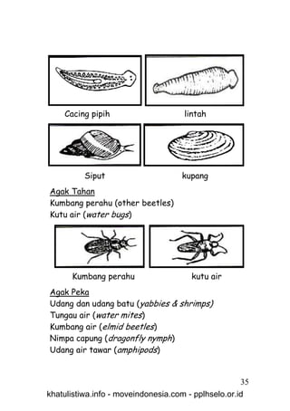 Cacing pipih                     lintah




          Siput                     kupang
Agak Tahan
Kumbang perahu (other beetles)
Kutu air (water bugs)




      Kumbang perahu                   kutu air
Agak Peka
Udang dan udang batu (yabbies & shrimps)
Tungau air (water mites)
Kumbang air (elmid beetles)
Nimpa capung (dragonfly nymph)
Udang air tawar (amphipods)


                                                     35
khatulistiwa.info - moveindonesia.com - pplhselo.or.id
 