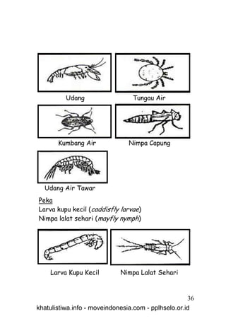 Udang                  Tungau Air




       Kumbang Air              Nimpa Capung




  Udang Air Tawar
Peka
Larva kupu kecil (caddisfly larvae)
Nimpa lalat sehari (mayfly nymph)




    Larva Kupu Kecil         Nimpa Lalat Sehari


                                                     36
khatulistiwa.info - moveindonesia.com - pplhselo.or.id
 