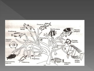 Perairan sumberdaya karang - Pak Rahim