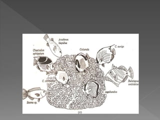 Perairan sumberdaya karang - Pak Rahim