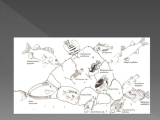 Perairan sumberdaya karang - Pak Rahim