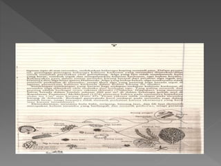 Perairan sumberdaya karang - Pak Rahim