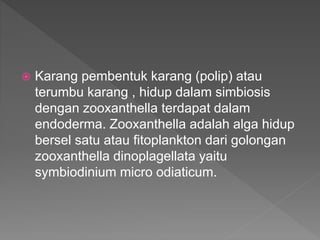  Karang pembentuk karang (polip) atau
terumbu karang , hidup dalam simbiosis
dengan zooxanthella terdapat dalam
endoderma. Zooxanthella adalah alga hidup
bersel satu atau fitoplankton dari golongan
zooxanthella dinoplagellata yaitu
symbiodinium micro odiaticum.
 