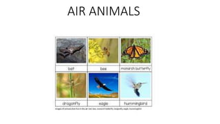AIR ANIMALS
 